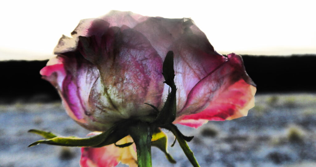 Spiritual Guidance p1010828